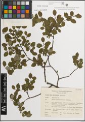 Foto von Salix myrsinifolia Salisb.